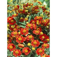 Helenium x cult.'Mahagoni' p 1 Helenium x cult.'Mahagoni' p 1 von sonstige