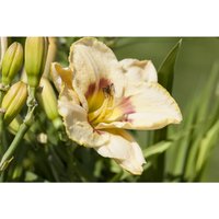Hemerocallis x cult.'Custard Candy' p 1 Hemerocallis x cult.'Custard Candy' p 1 von sonstige