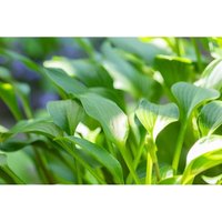 Sonstige - Hosta clausa var.normalis p 1 von sonstige
