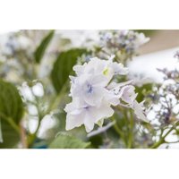 Hydrangea mac. 'Fireworks White' c 30- 40 Hydrangea mac. 'Fireworks White' c 30- 40 von sonstige