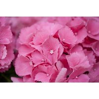 Hydrangea mac. 'Schöne Bautznerin' C 30- 40 Hydrangea mac. 'Schöne Bautznerin' C 30- 40 von sonstige