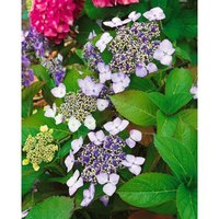 Hydrangea macrophylla 'Mariesii Perfecta' Sol c 10 40-60 Hydrangea macrophylla 'Mariesii Perfecta' Sol c 10 40-60 von sonstige