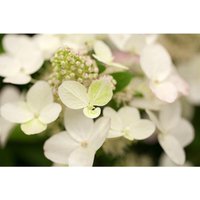 Hydrangea paniculata 'Magical Fire' -r- 5L 40- 60 Hydrangea paniculata 'Magical Fire' -r- 5L 40- 60 von sonstige