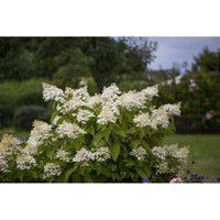 Hydrangea paniculata 'Unique' Sol c 40 125-150 Hydrangea paniculata 'Unique' Sol c 40 125-150 von sonstige