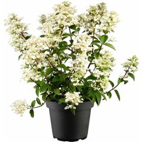 Hydrangea paniculata 'Wim's Red' -s- c 5 40- 60 Hydrangea paniculata 'Wim's Red' -s- c 5 40- 60 von sonstige