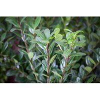 Ilex crenata Dark Hedge C 2 20-25 Ilex crenata Dark Hedge C 2 20-25 von sonstige