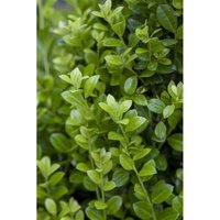 Ilex crenata 'Luxus Hedge' C 2 15-20 Ilex crenata 'Luxus Hedge' C 2 15-20 von sonstige