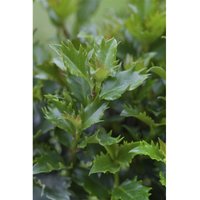 Ilex meserveae 'Magical Little Rascal' -R- Ilex meserveae 'Magical Little Rascal' -R- von sonstige