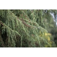 Juniperus communis 'Horstmann' c 5 80-100 Juniperus communis 'Horstmann' c 5 80-100 von sonstige