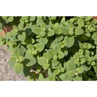 Mentha suaveolens p 0,5 Mentha suaveolens p 0,5 von sonstige
