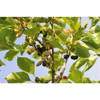 Morus nigra c 5 60-80 von sonstige