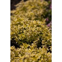 Origanum vulgare 'Aureum' P 0,5 von sonstige