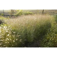 Panicum virgatum 'Shenandoah' C5 von sonstige