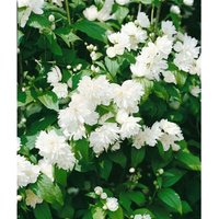 Philadelphus 'Schneesturm' C5 60-100 Philadelphus 'Schneesturm' C5 60-100 von sonstige