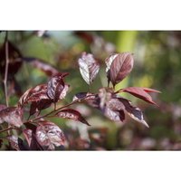 Prunus 'Trailblazer' cac c 5 60-100 von sonstige