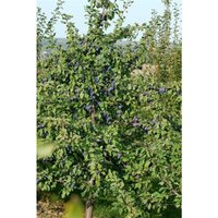 Prunus domestica 'President' cac 150-200cm im 7,5L Topf von sonstige
