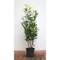 Prunus laurocerasus 'Genolia' -r- c 5 60- 80 von sonstige
