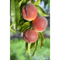 Prunus persica 'Roter Weinbergpfirsich' 7,5L von sonstige