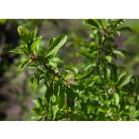 Prunus spinosa c 12 125-150 von sonstige