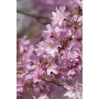 Prunus subhirtella 'Autumnalis' cac 5 l 60- 100 von sonstige