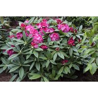 Sonstige - Rhododendron Hybr.'Berliner Liebe' c 5 30-40 Sonstige - Rhododendron Hybr.'Berliner Liebe' c 5 30-40 von sonstige