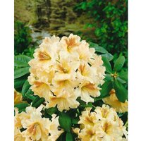 Sonstige - Rhododendron Hybr.'Bernstein' c 4 30- 40 Sonstige - Rhododendron Hybr.'Bernstein' c 4 30- 40 von sonstige