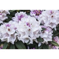 Rhododendron Hybr.'Bismarck' c 5 30-40 Rhododendron Hybr.'Bismarck' c 5 30-40 von sonstige