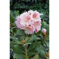 Rhododendron Hybr.'Double Dots' -r- c 5 30-40 von sonstige