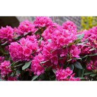 Rhododendron Hybr.'Dr. h. c. Dresselhuys' c 5 30-40 von sonstige