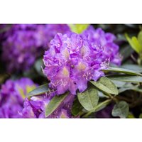 Rhododendron Hybr.'Effner' c 5 30-40 von sonstige