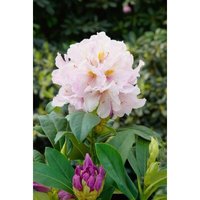 Rhododendron Hybr.'Eskimo' c 7 40-50 von sonstige