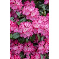 Rhododendron Hybr.'Germania' -r- c 7,5 40-50 Rhododendron Hybr.'Germania' -r- c 7,5 40-50 von sonstige