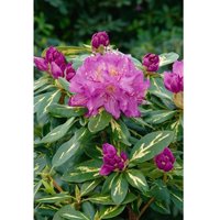 Rhododendron Hybr.'Goldflimmer' C7 40- 50 von sonstige