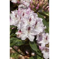 Sonstige - Rhododendron Hybr.'Gudrun' c 5 30-40 Sonstige - Rhododendron Hybr.'Gudrun' c 5 30-40 von sonstige