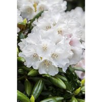 Rhododendron Hybr.'Helene Schiffner' c 5 30-40 von sonstige