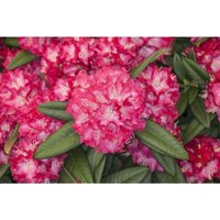 Rhododendron Hybr.'Nofretete' c 5 30-40 von sonstige