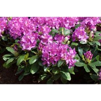 Rhododendron Hybr.'Pink Purple Dream' -r- c 12 60-70 von sonstige