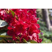 Rhododendron Hybr.'Rabatz' -r- c 5 inkarho 30- 40 von sonstige