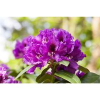 Rhododendron Hybr.'Rasputin' c 5 inkarho 30- 40 von sonstige