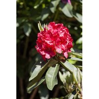 Rhododendron Hybr.'Roter Korsar' -r- c 7 40-50 Rhododendron Hybr.'Roter Korsar' -r- c 7 40-50 von sonstige