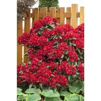 Rhododendron Hybr.'Sammetglut' C 5 30-40 von sonstige