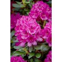 Rhododendron pg 1 'Nova Zembla' c 5 40-50 von sonstige