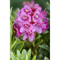 Rhododendron ferrugineum c 2 12- 15 Rhododendron ferrugineum c 2 12- 15 von sonstige