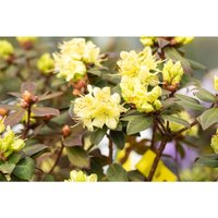 Rhododendron hanceanum 'Princess Anne' c 2 20-25 von sonstige