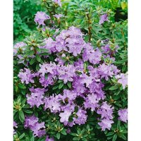 Rhododendron impeditum 'Blumiria' p 11 Rhododendron impeditum 'Blumiria' p 11 von sonstige