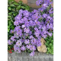 Rhododendron impeditum 'Buchlovice' c 2 15-20 Rhododendron impeditum 'Buchlovice' c 2 15-20 von sonstige