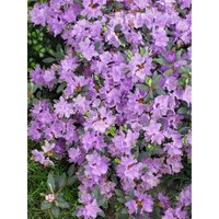 Rhododendron impeditum 'Ramapo' c 2 25-30 von sonstige
