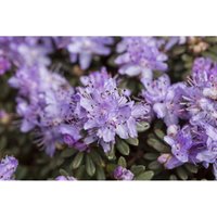 Rhododendron impeditum c 2 15-20 Rhododendron impeditum c 2 15-20 von sonstige