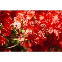 Rhododendron lut. 'Fireball' c 5 40-50 Rhododendron lut. 'Fireball' c 5 40-50 von sonstige