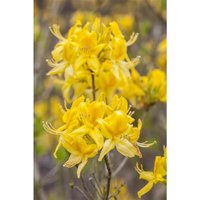 Rhododendron lut.'Golden Sunset' c 5 30-40 von sonstige